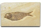 Detailed Fossil Fish (Knightia) - Wyoming #345384-1